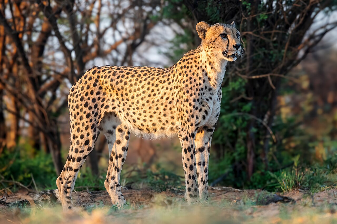 Male cheetah facing left in South Africa